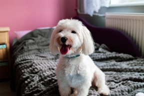 爱游戏登录入口-西甲超级射手：连续进球，闪耀全场，2019至2020西甲射手