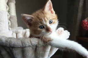 爱游戏登录入口-中国男排世锦赛名单揭晓，江川带队冲击佳绩，2022年中国男排世锦赛