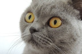 爱游戏体育-新西兰女子橄榄球队迎来历史性突破，国际赛事表现出色，新西兰橄榄球女运动员