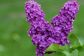 爱游戏下载-斯洛伐克男篮在欧洲大赛中勇敢追梦，目标更远，斯洛伐克男篮怎么样