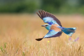 AIYOUXI.COM-本土球员射门训练强度不足影响终结能力，职业球员射门训练