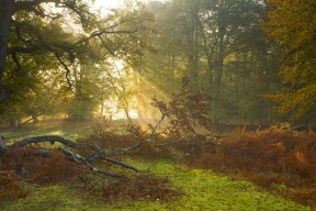 爱游戏app下载-Bailey 助攻频繁，推动球队前进，bailey篮球