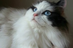 爱游戏体育平台-“胡利安·门德斯：阿根廷美洲狮队的快速突破者，未来崭露头角”