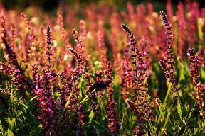 AYX体育-“尼古拉斯·桑特基的技巧与创造力，帮助美洲狮队走向橄榄球巅峰”