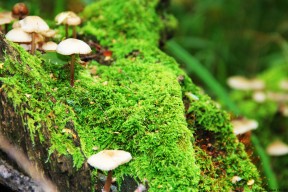 -跳水难度升级吉尔吉斯斯坦勇于挑战，吉尔吉斯斯坦金牌