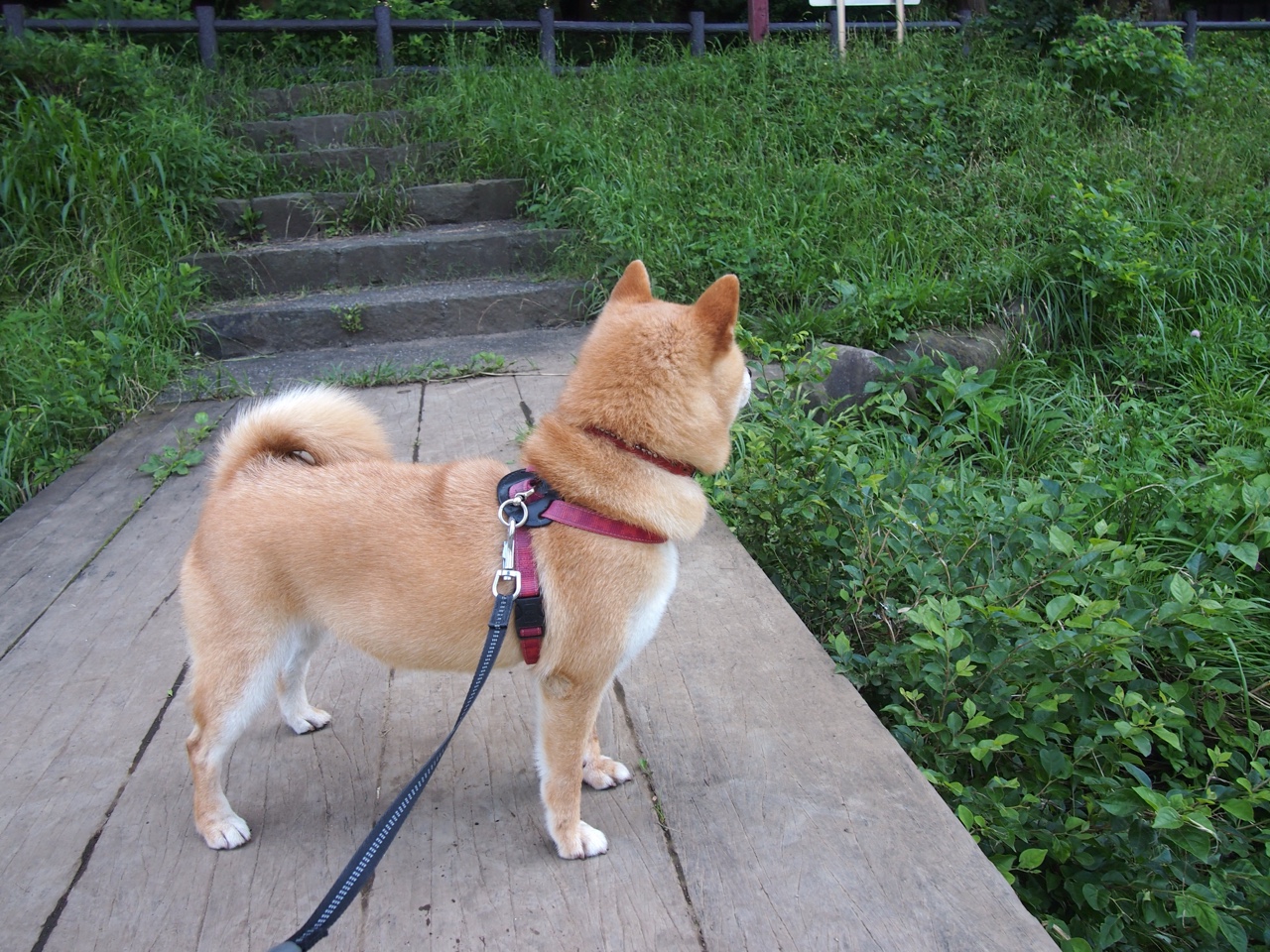 亚洲杯中国队晋级 球员配合日益默契，亚洲杯中国队球员资料