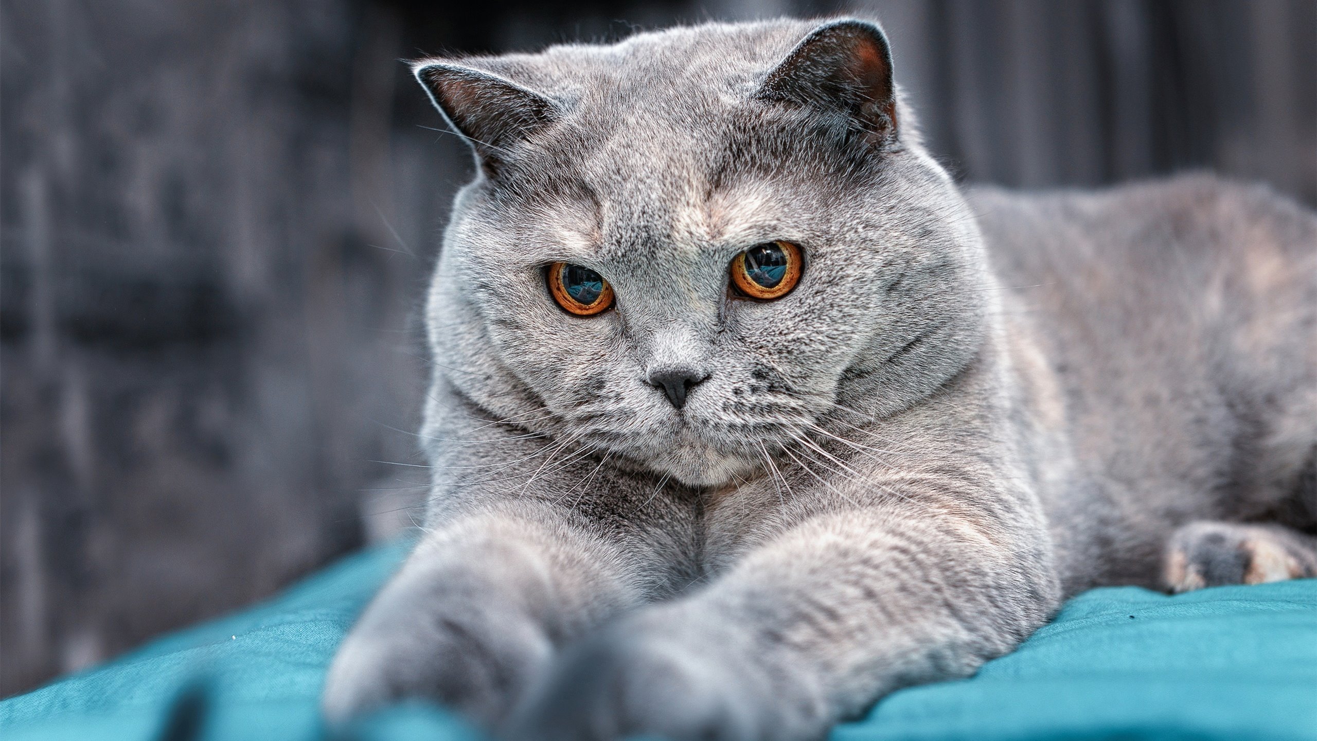 城市马拉松赛事密集市民参与热情高涨，城市马拉松意义何在