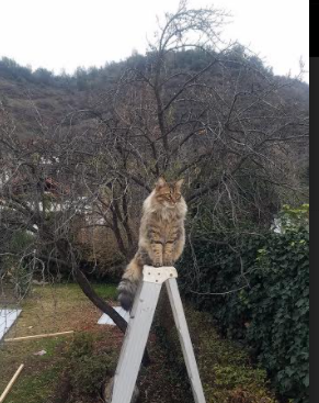 中小学体育教师篮球专项技能测评成绩纳入职称评定体系，教师编篮球技能测试