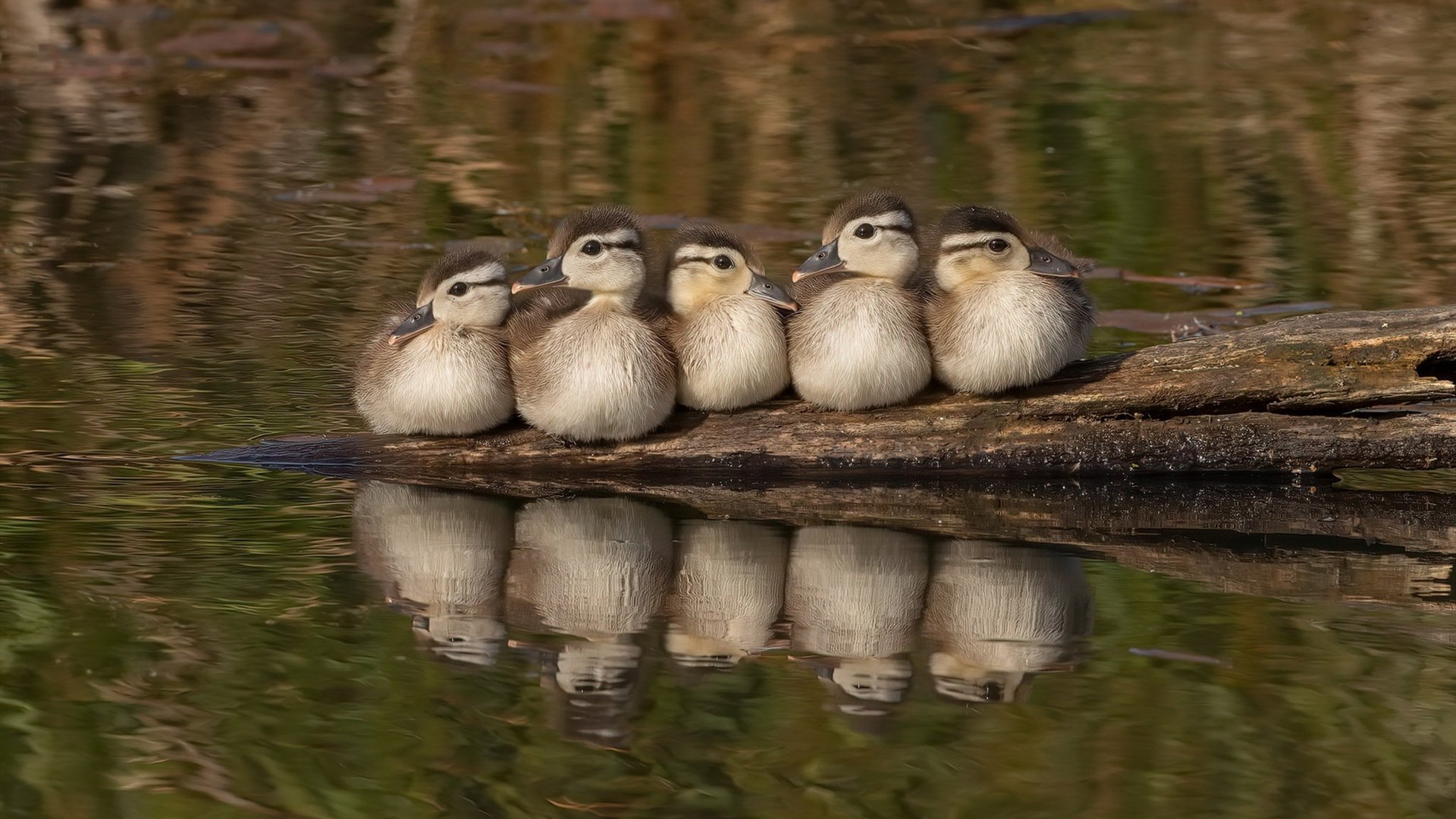 保利娜·普费夫赛后分享备赛心得