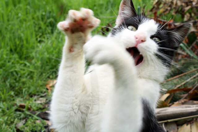 混合接力赛场 美国队展现冠军风范，美国4×400米混合接力