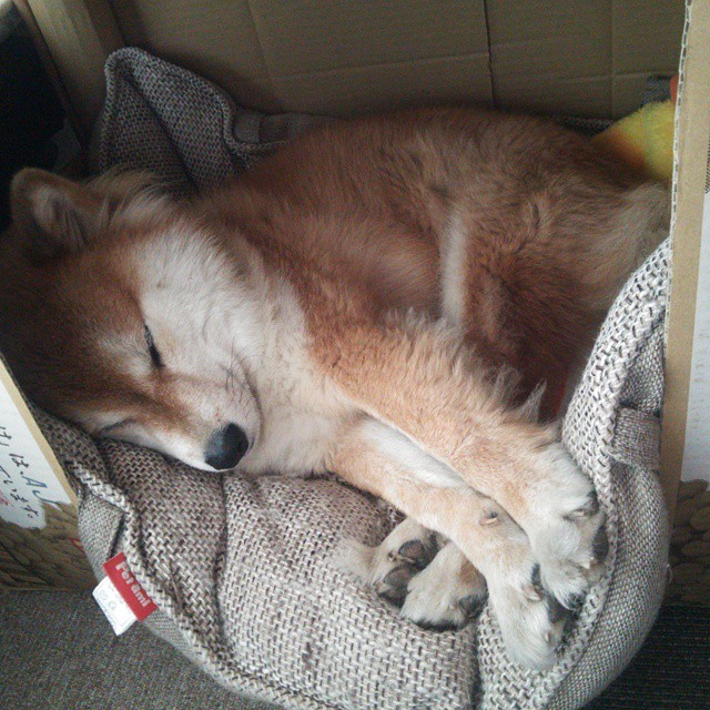 詹姆斯·奥康纳的比赛视野与决策力，成袋鼠队胜负关键，詹姆斯和奥胖跳舞