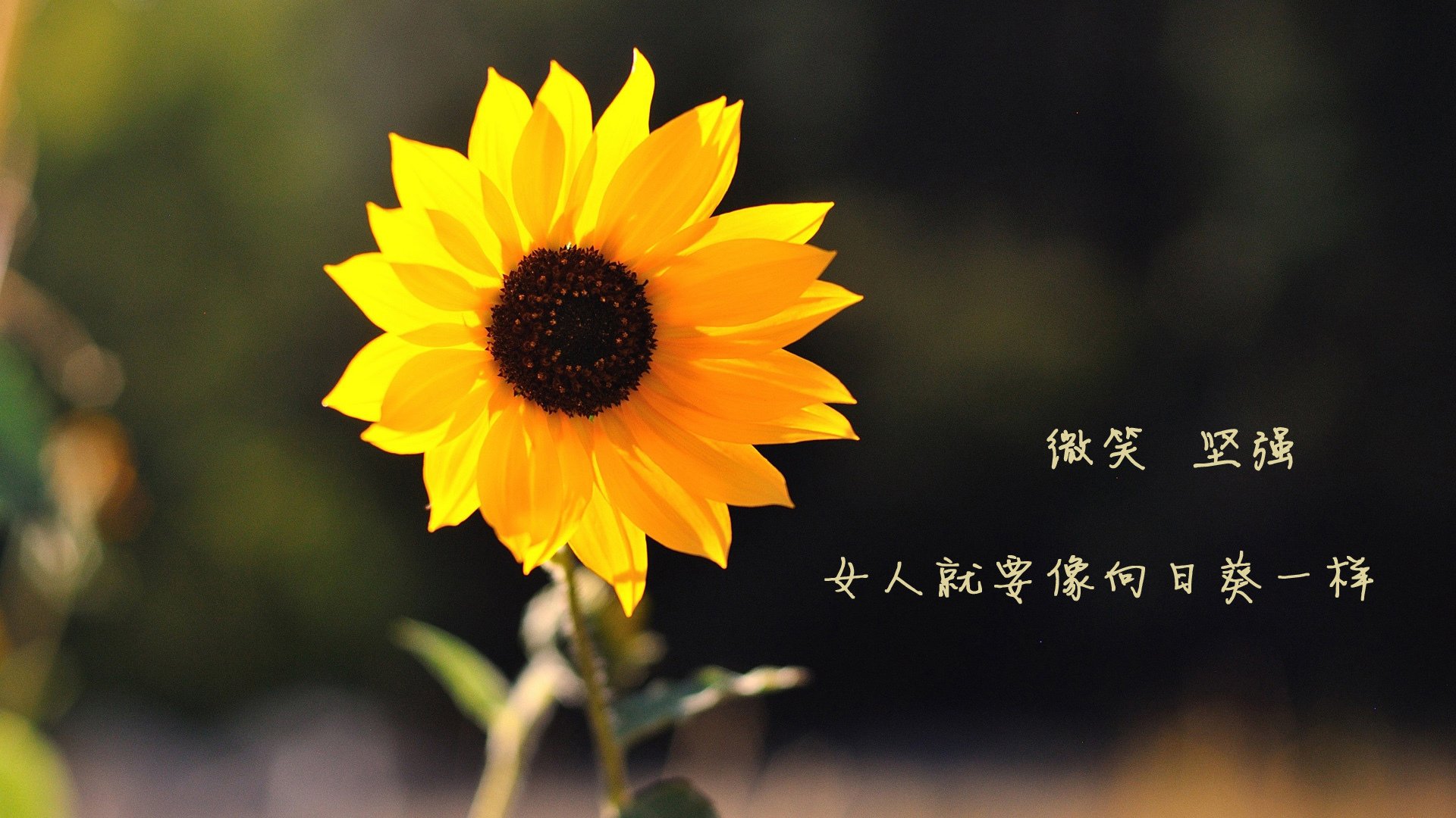 高校篮球管理课程设立为行业培养专业人才，篮球人才培养方案