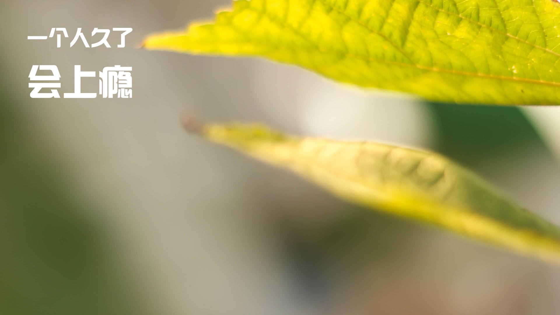 2025年9月16-17日足球比赛全景解析，足球比赛2022